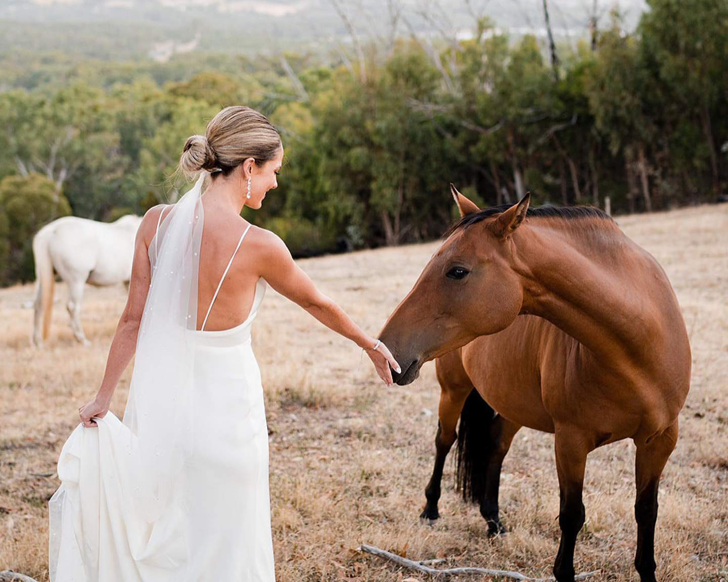 Adelaide bride taking photo with horse at wedding